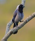 Cyanocorax violaceus (cropped).jpg