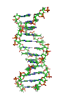 Animation of a rotating DNA model