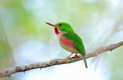 DR Broad-billed Tody1.jpg