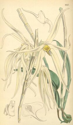 Dendrobium amboinense.jpg