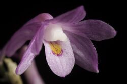 Dendrobium kuhlii (Blume) Lindl., Gen. Sp. Orchid. Pl. 87 (1830) (49878682998).jpg
