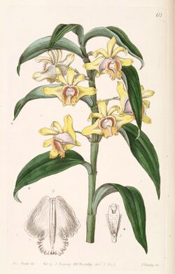 Dendrobium ruckeri - Edwards vol 29 (NS 6) pl 60 (1843).jpg