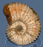 Douvilleiceras fossil cropped.png