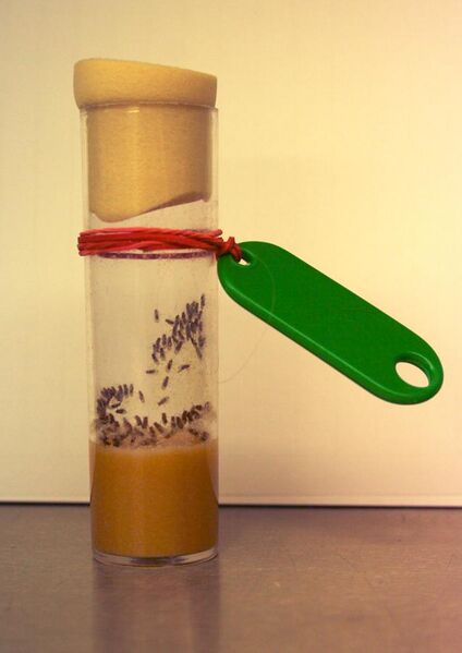 File:Drosophila melanogaster laboratory culture-vial.jpg