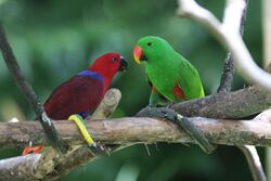 Eclectus Parrot (Eclectus roratus) -pair.jpg