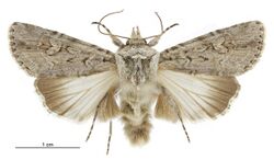 Ectopatria aspera male.jpg