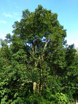 Elaeocarpus serratus IMG20170816074532.jpg