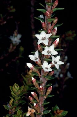 Epacris myrtifolia.jpg