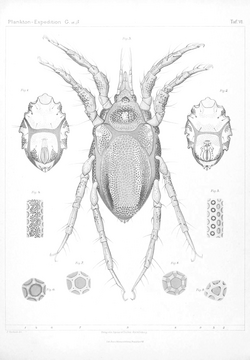 Ergebnisse der Plankton-Expedition der Humboldt-Stiftung (2Gaβ) Tafel VI.png