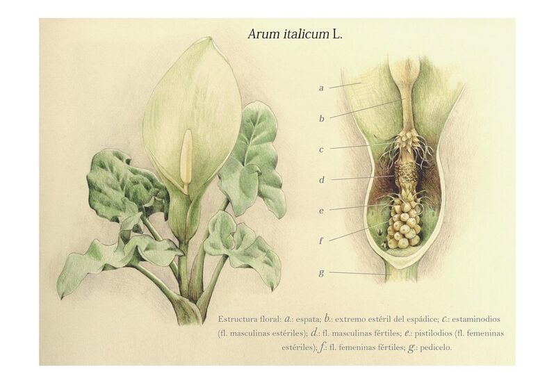 File:Estructura floral del Arum - Manuel García González.jpg
