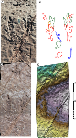 Eubrontes resting trace.png