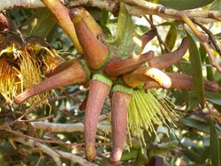 Eucalyptus lehmannii (buds).JPG