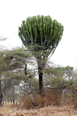 Euphorbia candelabrum 1.JPG