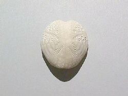 Fossil Echinoid Lovenia.jpg