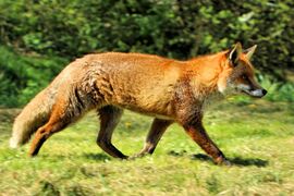 A red fox walking on grass