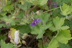 Geranium ibericum ssp jubatum.jpg