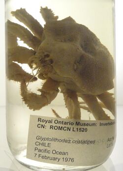 Glyptolithodes cristatipes - Royal Ontario Museum - DSC00187.JPG