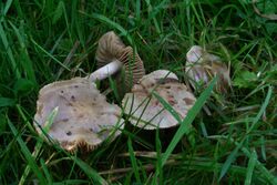 Hebeloma gigaspermum 20101010wa.JPG