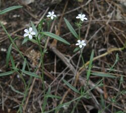 Heliotropium tenellum.jpg