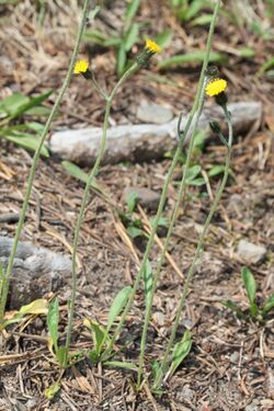 Hieracium gracile 5697.JPG