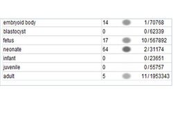 Est profile based on developmental stage.