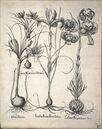 Crocuses and other flowers from the Hortus Eystettensis of 1613
