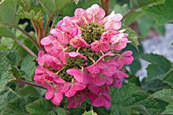 Hydrangea cultivar, Ruby Slippers.jpg