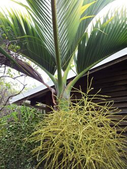 Hyophorbe vaughanii - Ile aux Aigrettes Mauritius.jpg