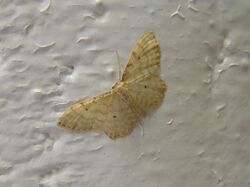 Idaea fuscovenosa FvL.jpg