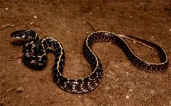 Indian egg eater snake Elachistodon westermanni by Krishna Khan Amravati.jpg