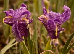 Irisflower.jpg