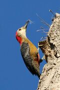 Jamaican woodpecker (Melanerpes radiolatus) male.jpg