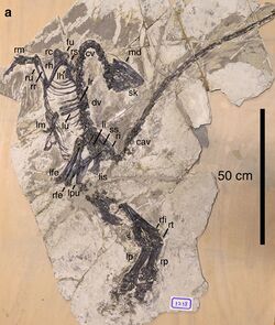Jianianhualong tengi holotype fossil.jpg
