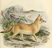 Painting of a light brown fox
