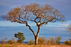 Kruger Park Scenery - HDR (7645852578).jpg