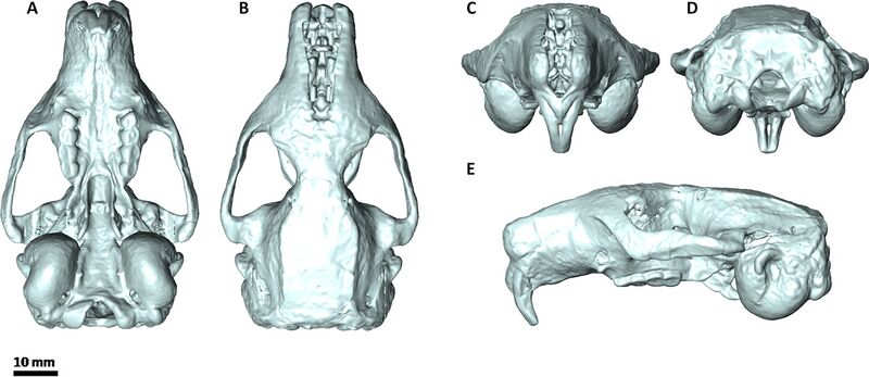 File:Leithia melitensis skull.jpg