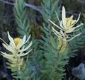 Leucadendron barkerae 24301078.jpg