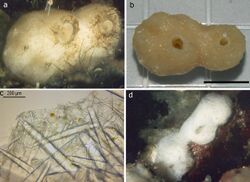 Four colour photos of Leucandra pulvinar. Two images depict the sponge in its natural habitat while one image is of the surface skeleton, and the final image is that of a preserved specimine