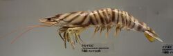 Marsupenaeus japonicus - National Museum of Nature and Science, Tokyo - DSC07540.JPG