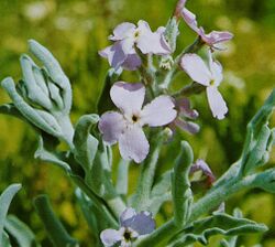 Matthiola crassifolia.jpg