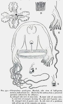 "Chiropsalmus quadrigatus", side view of half-grown medusa. Drawn from a preserved specimen. A, enlarged side view of sense-club. B, inner side of sense-club. C, oral view of stomach showing the 4 lips and 8 gastric sacs. D, enlarged view of gastric cirri. E, side view of a pedalium with all but one of the tentacles cut across.