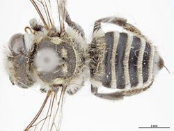 Megachile lineatipes f.jpg