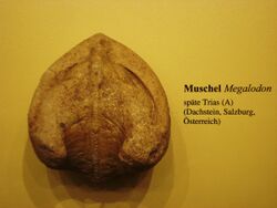 Megalodon shell.JPG