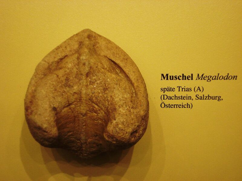 File:Megalodon shell.JPG