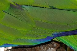 Moire on parrot feathers.jpg
