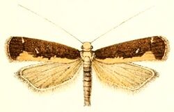 Myconita plutelliformis.jpg