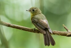 Myiobius barbatus - Bearded Flycatcher.jpg