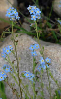 Myosotis x bollandica 18 07 13 Langden Valley Trough of Bowland (190).jpg