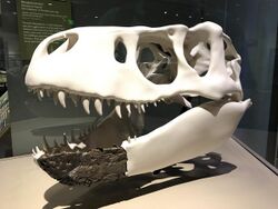 Nanuqsaurus at Perot Museum.jpg