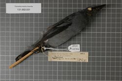 Naturalis Biodiversity Center - RMNH.AVES.123724 1 - Coracina morio incerta (Meyer, 1874) - Campephagidae - bird skin specimen.jpeg